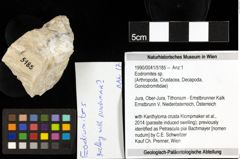 Foto (Objekt + Etiketten) von Eodromites sp. 